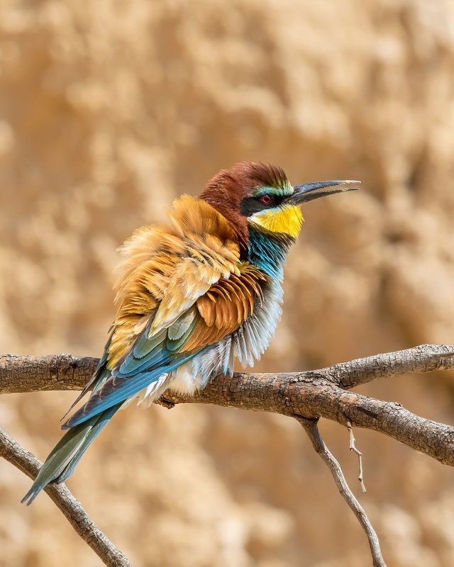 Золотистая щурка photo preview