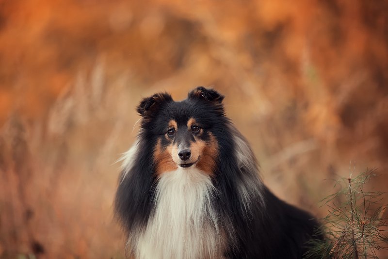 Вудиphoto preview