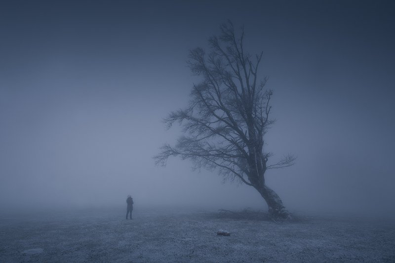 Lost in the Fogphoto preview