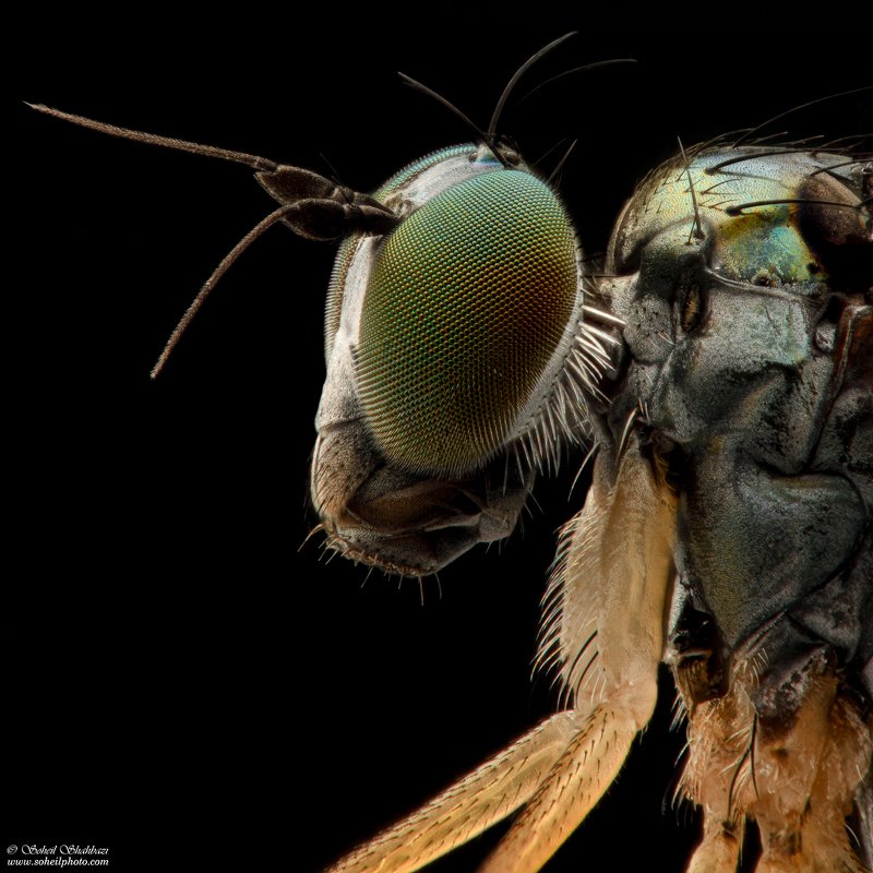 macro,macro photography, soheil shahbazi,insect Poecilobothrus nobilitatusphoto preview