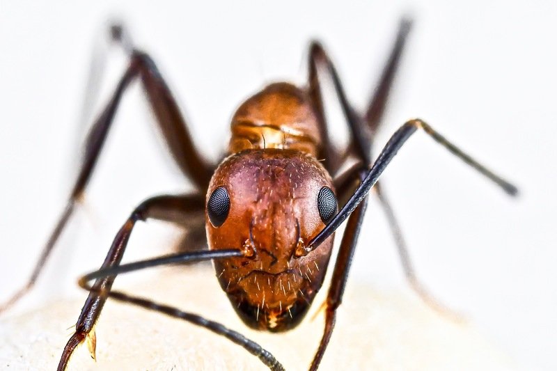 Pose for a smilephoto preview