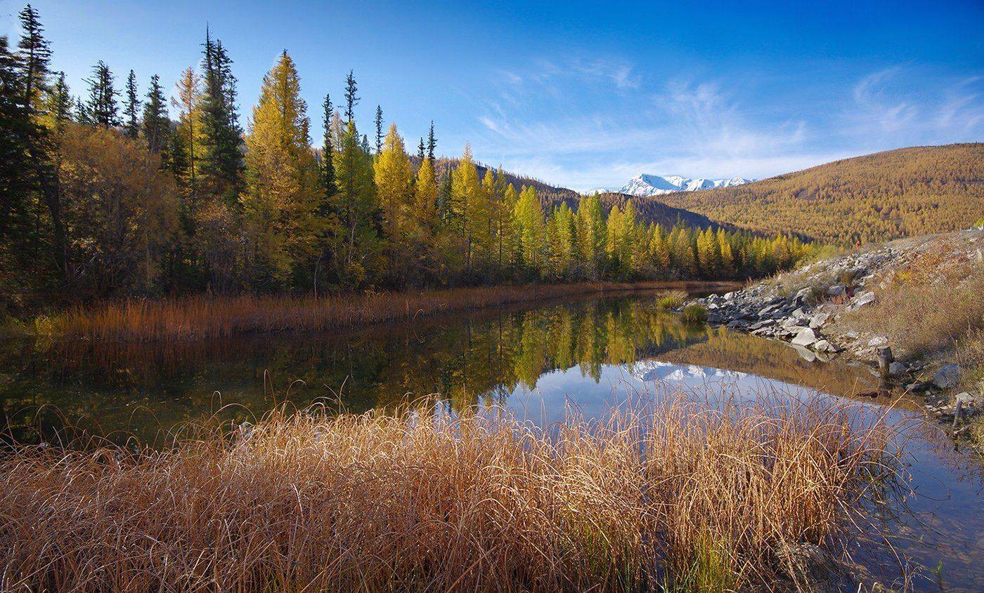 алтай, осень, горы, река, чуя, деревья, желтые, палитра, Валерий Чичкин