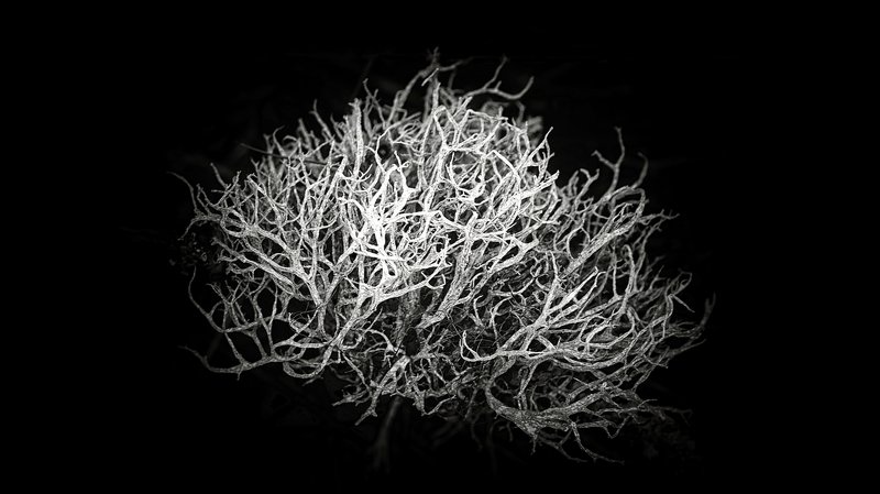 root, abstract, blackandwhite, nature Brain stormphoto preview