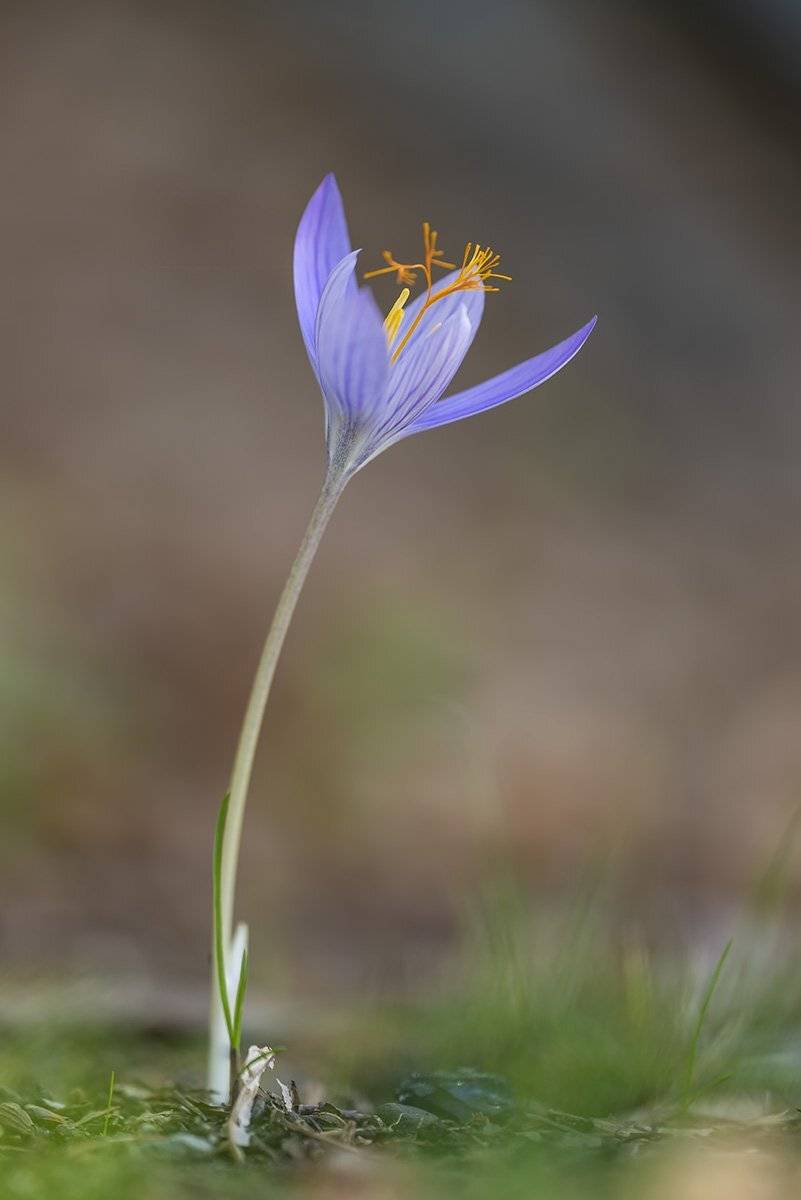 А говорят зима наступала .... Автор: Александр Земляной , Александр Земляной