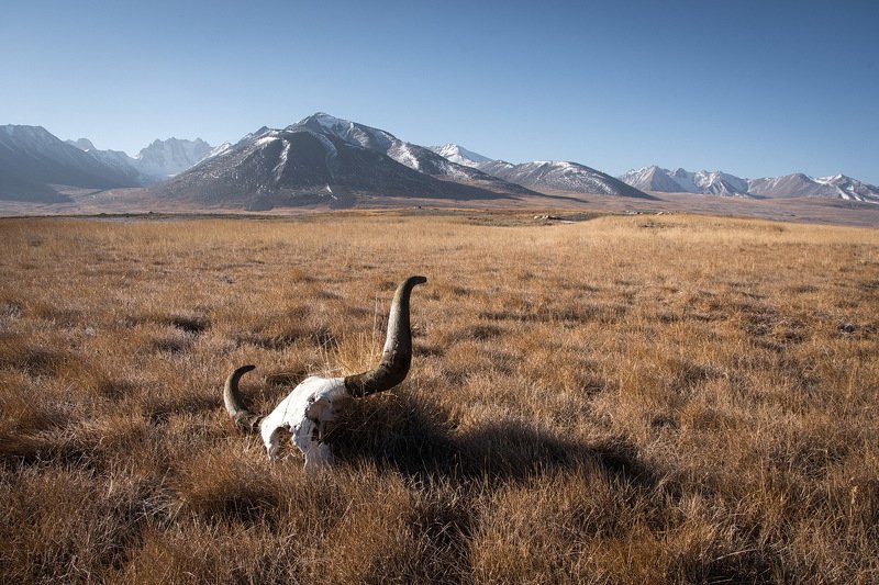 Архар.photo preview