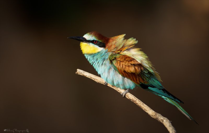 Ща спою...photo preview