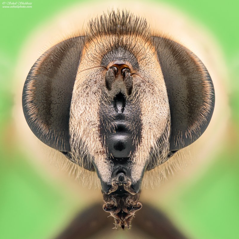 macro,macro photography, soheil shahbazi,insect Volucella zonariaphoto preview