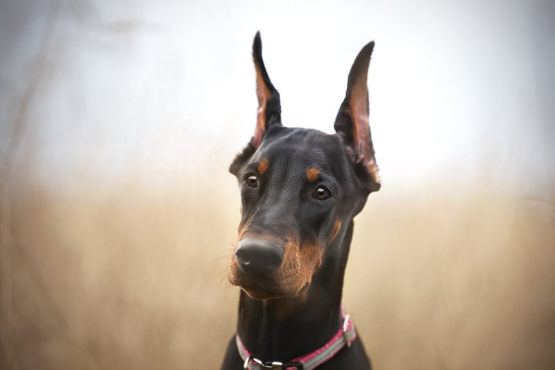 doberman, dog Adellphoto preview