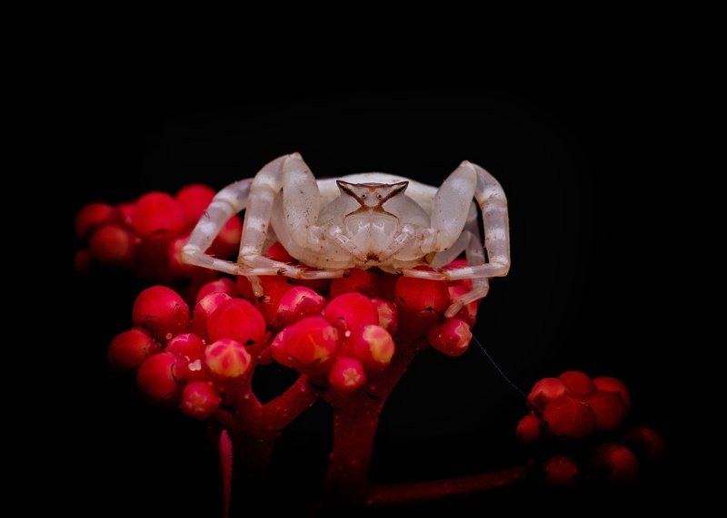 macro photography Crab Spider in floraphoto preview