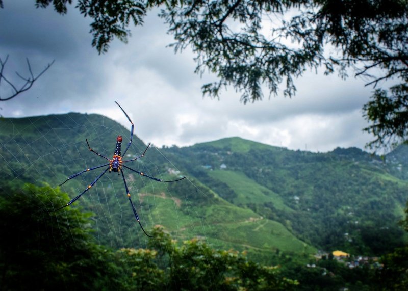 macro photography Beautiful naturephoto preview