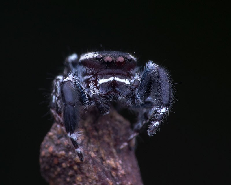 macro photography Jumping Spiderphoto preview