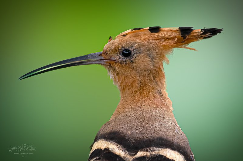 Eurasian hoopoe bard bards Eurasian hoopoephoto preview