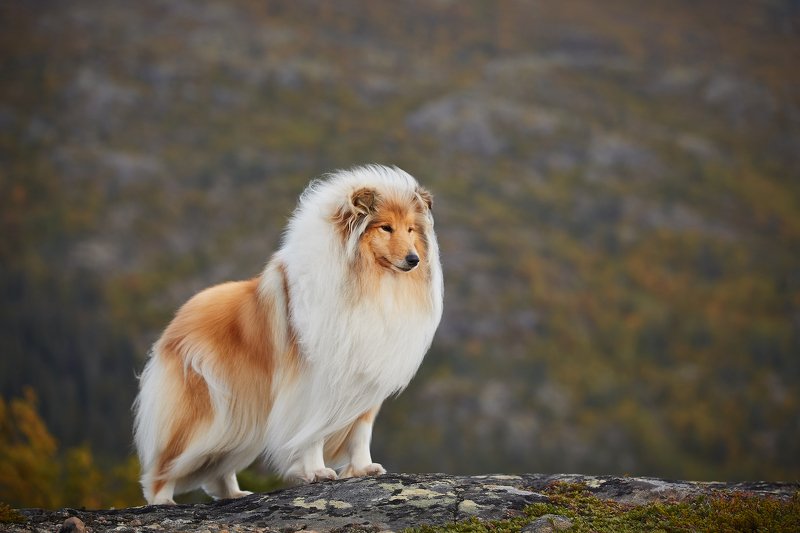 кольский, собаки, хибины, куэльпорр, умба На пике Крестовой горыphoto preview