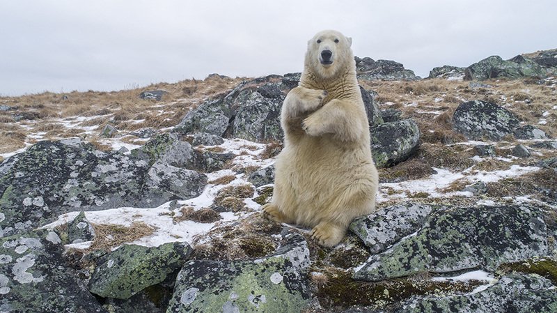 чукотка арктика мыс кожевникова медведь белый морской полярный .....photo preview