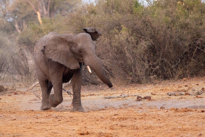 Elephantphoto preview