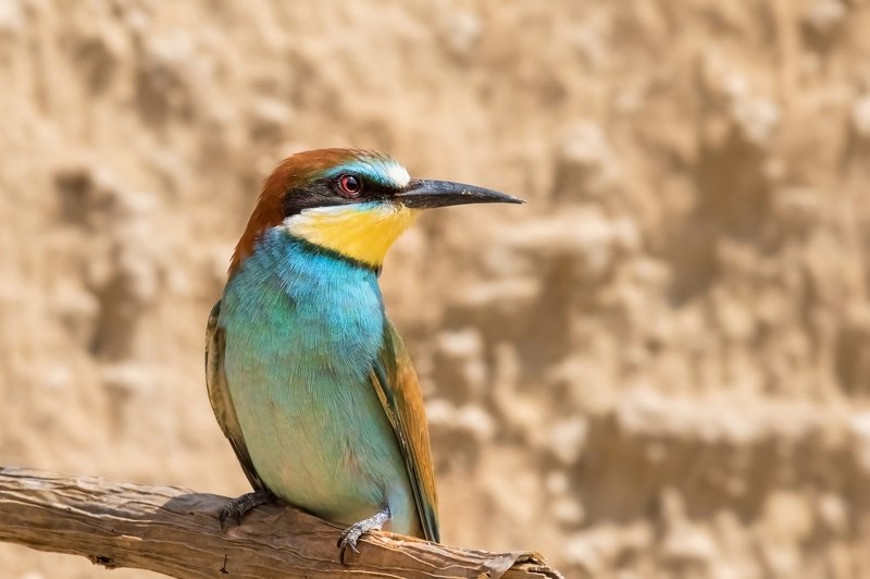 ПётрРогов,фотограф,дикаяприрода,динамика,птицы,орнитология,фотоохота,золотистаящурка,пчелоедка,canon5dmarkiii,canon600mmf4,birds,ornitology,dinamiс,wildnaturephotography,wildnature,Israel,Израиль,wildnaturephotography,wildnature Золотистая щурка photo preview