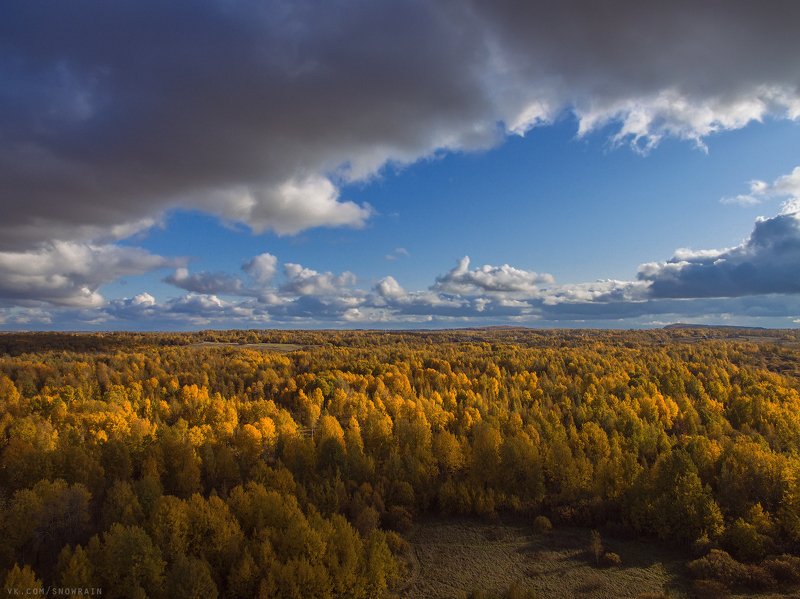 autumn, nature, aerial, drone, аэрофотосъемка, коптер, природа, пейзаж, landscape, осень Желтый-желтый лесphoto preview