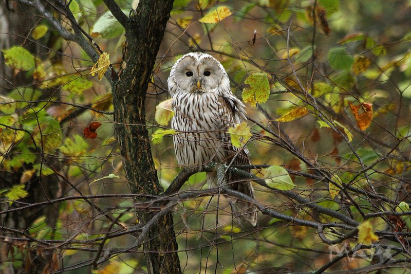 животные птицы осень длиннохвостая неясыть Длиннохвостаяphoto preview