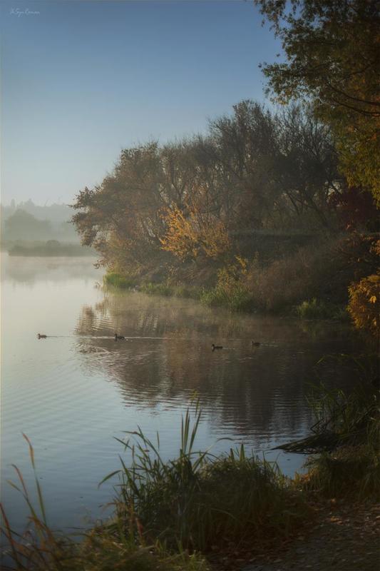 осень,утро,берег,река,утки Плывут ути ...photo preview