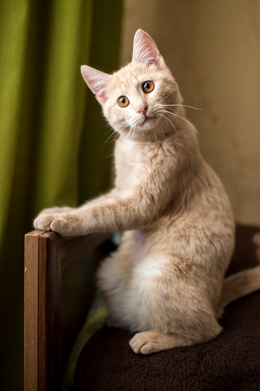 Неподдельный интересphoto preview