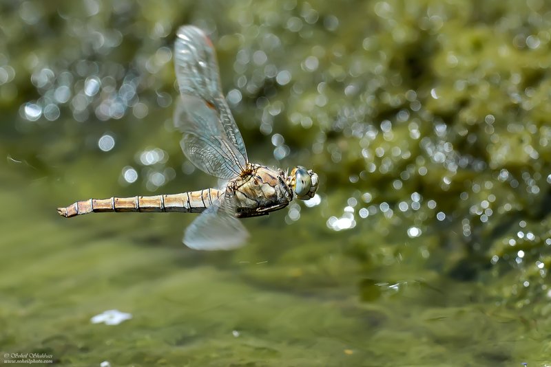 macro,macro photography, soheil shahbazi,insect Dragonfly Flightphoto preview