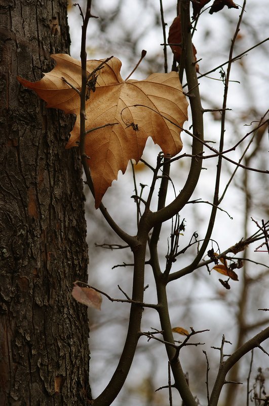 autumn, color, colors, color image, leaf, leaves, impression, nature, photography, Autumn Leafphoto preview