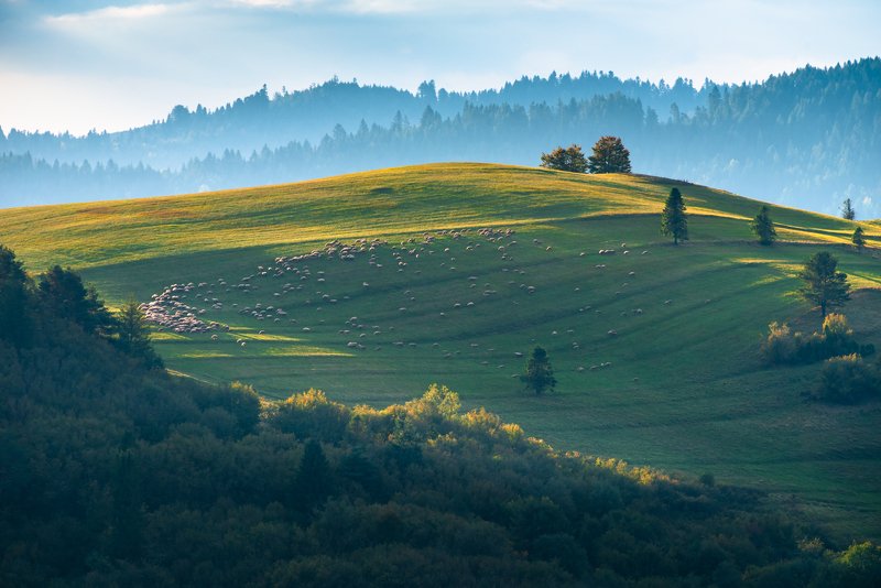 sheep, landscape, poland, pieniny, pastwisko, małopolska, łąki, hale, zieleń Pienińskie owieczkiphoto preview