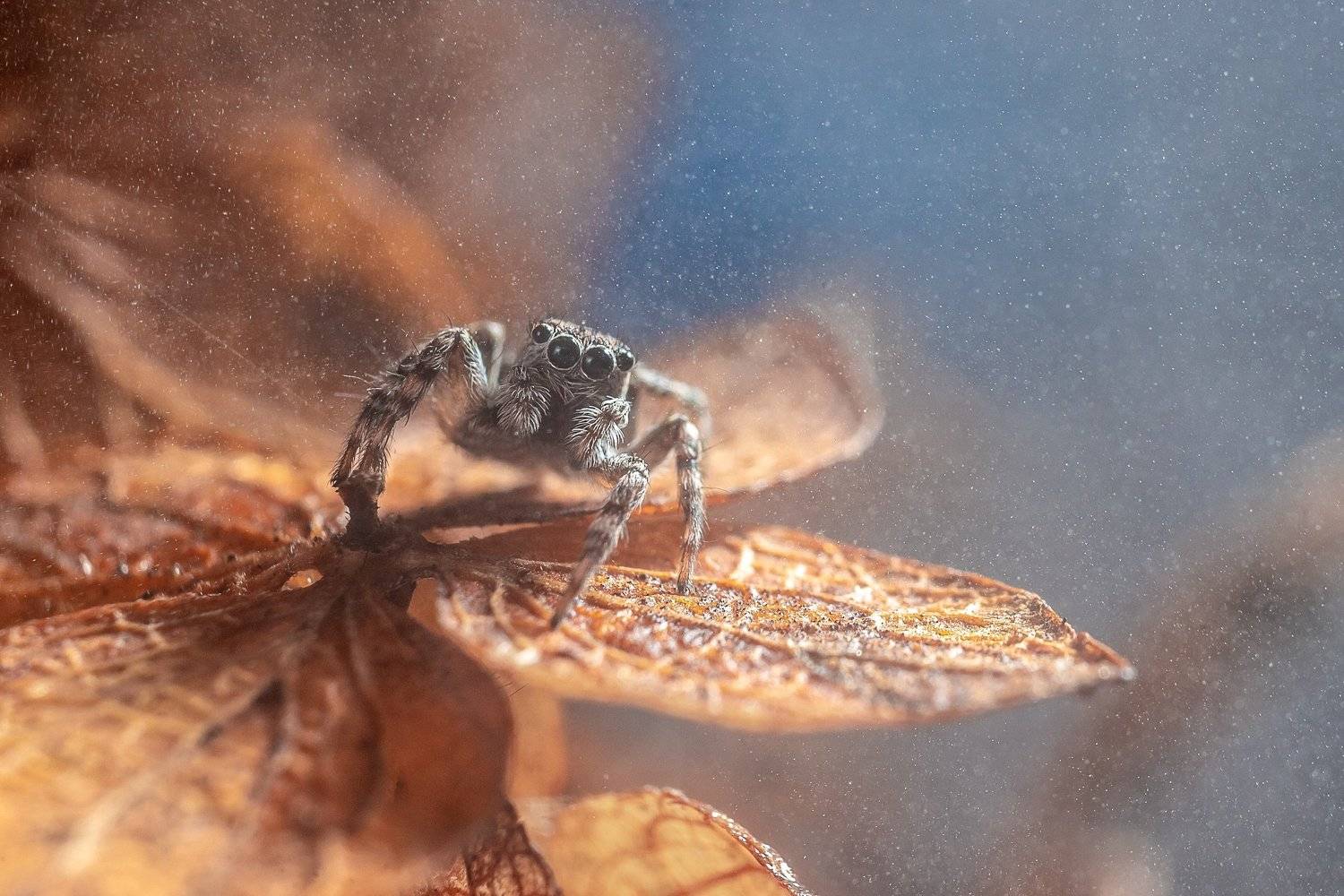Salticidae. Автор: Василий Тимофеев spider, jumping spider, паук, скакун, salticidae, Василий Тимофеев