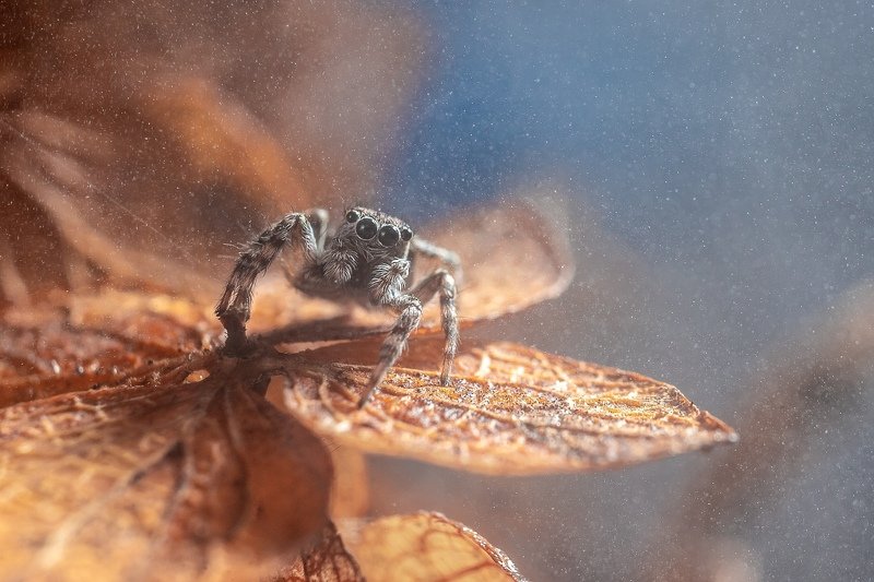 spider, jumping spider, паук, скакун, salticidae Salticidaephoto preview