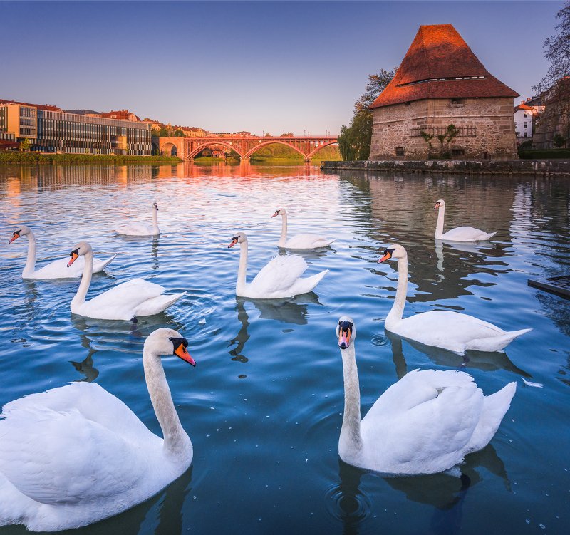 swan, slovenia, travel, sunrise, old_town, adventure, friends Making new friendshipsphoto preview