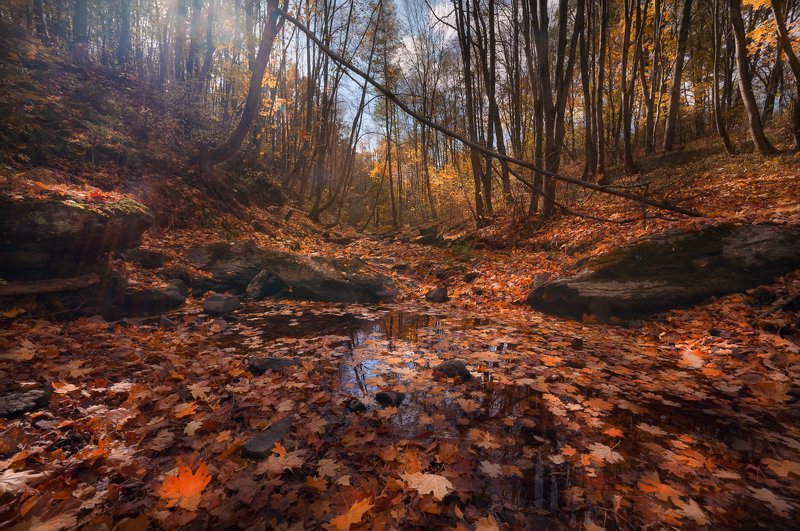 Осенний свет в лесуphoto preview