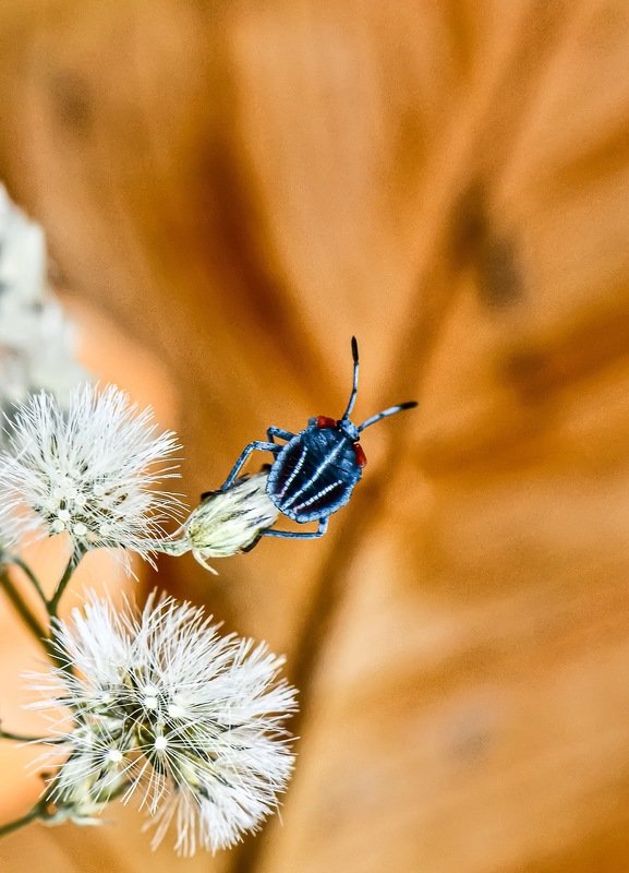 The viewphoto preview