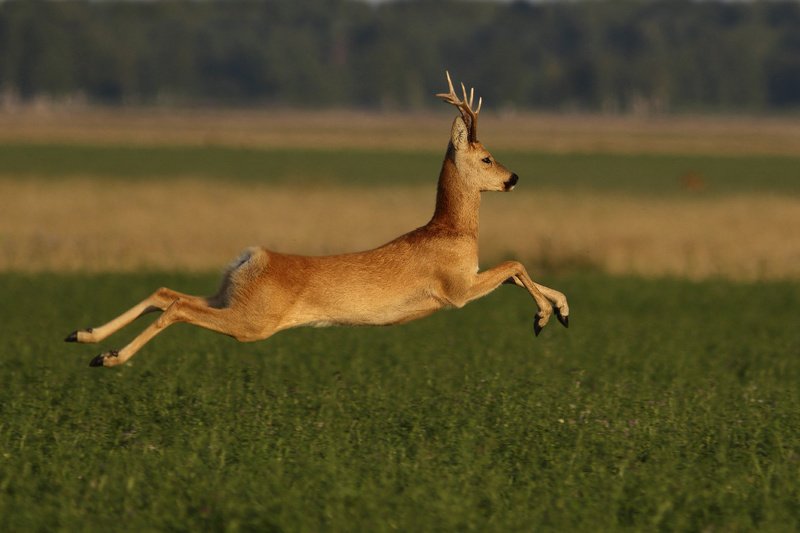 вправо, влево и алгаphoto preview