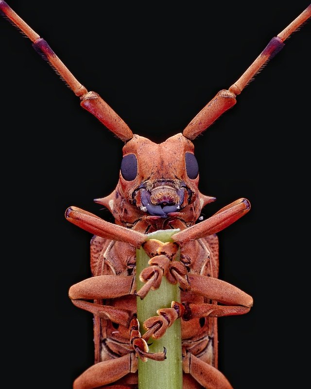 macro photography Longhorn beetlesphoto preview