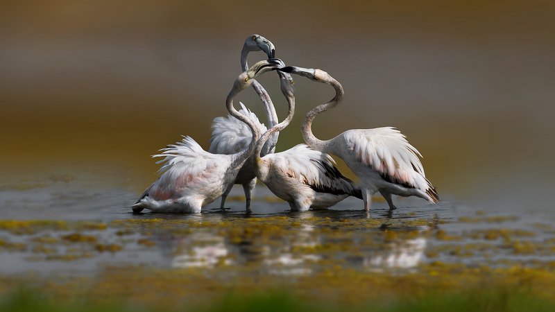 greater, flamingo, bard, Greater flamingophoto preview