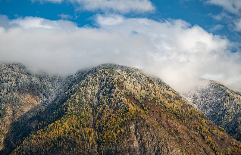 Алтайские снежникиphoto preview