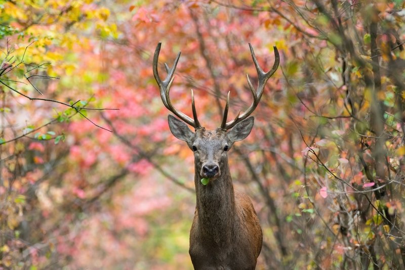 олень, осень, лес Благородный оленьphoto preview