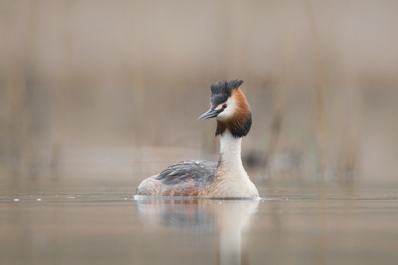 Поганка бледная.photo preview