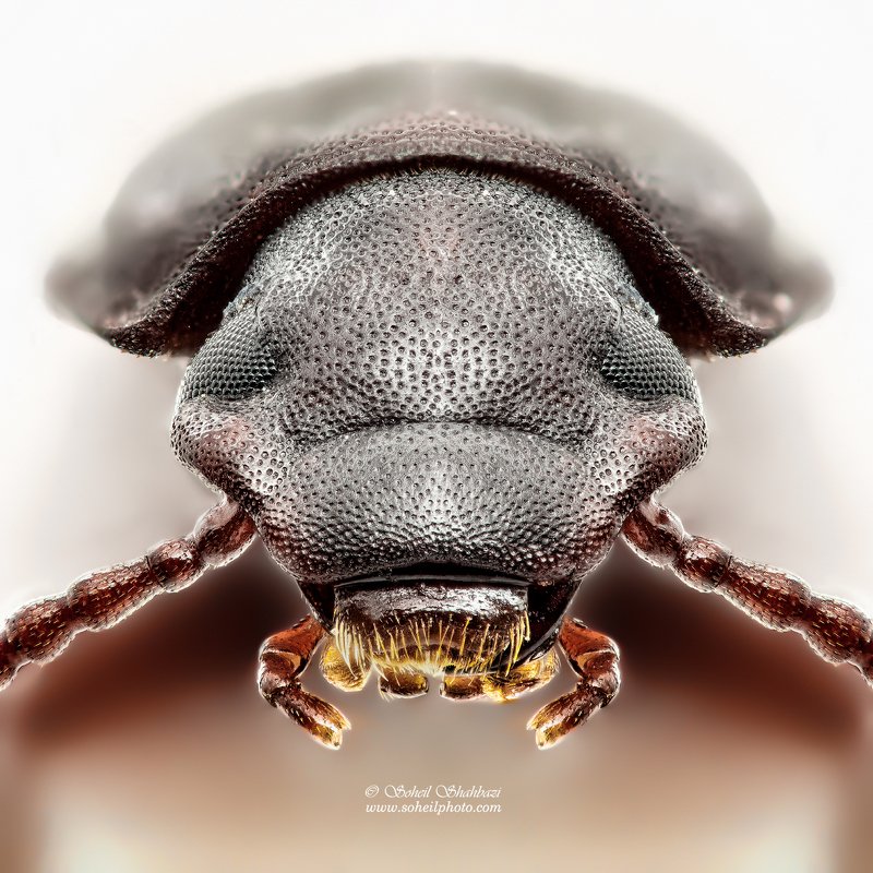 macro,macro photography, soheil shahbazi,insect Flour beetlephoto preview