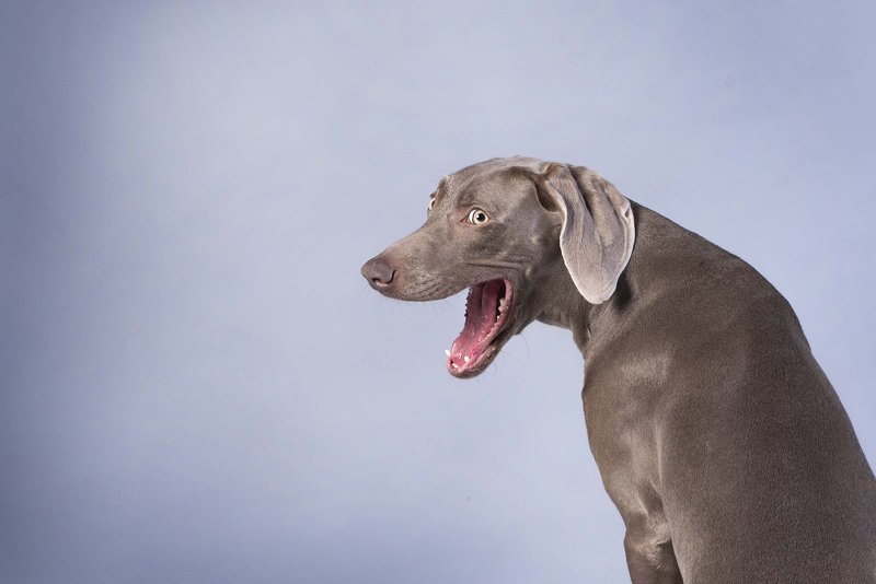 weimaraner. dog Ginaphoto preview