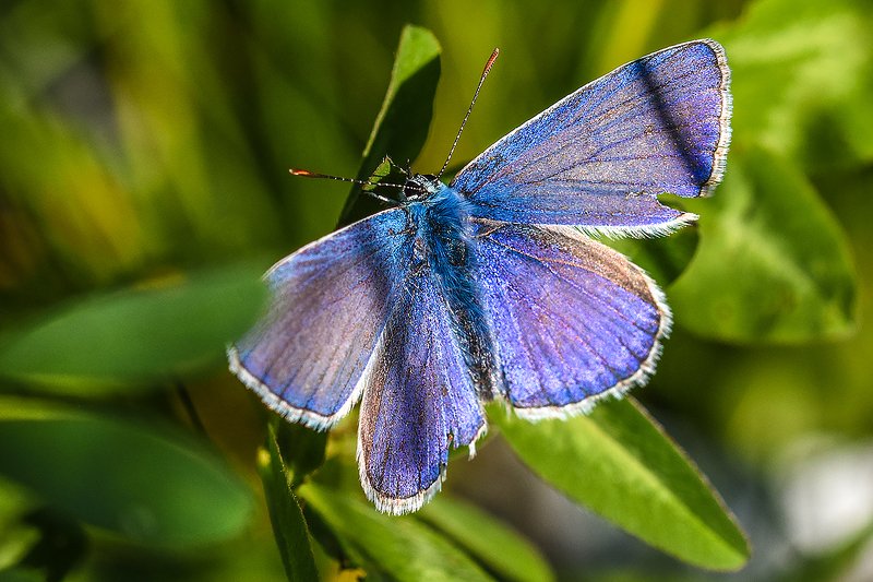 макро,бабочка,природа голубянкаphoto preview