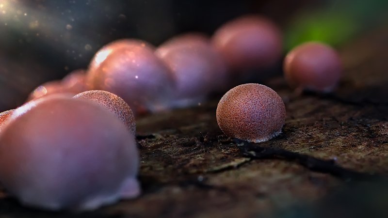 трава,свет,лес,деревья,облака,ветки,цветы,поле,небо ***photo preview