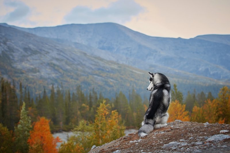 кольский, собаки, хибины, куэльпорр, умба Хибиныphoto preview
