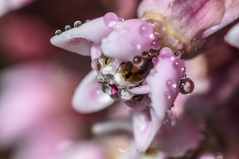 макро,природа,растения тонкое равновесиеphoto preview