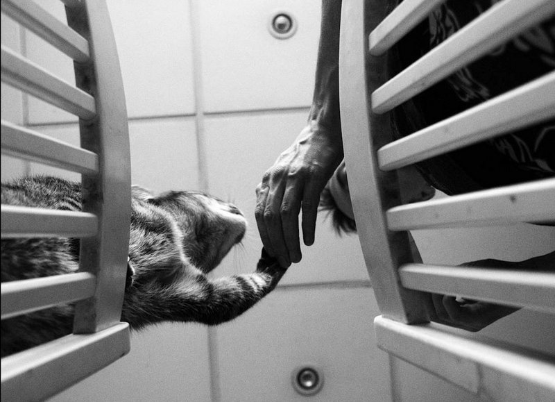 Дай лапуphoto preview