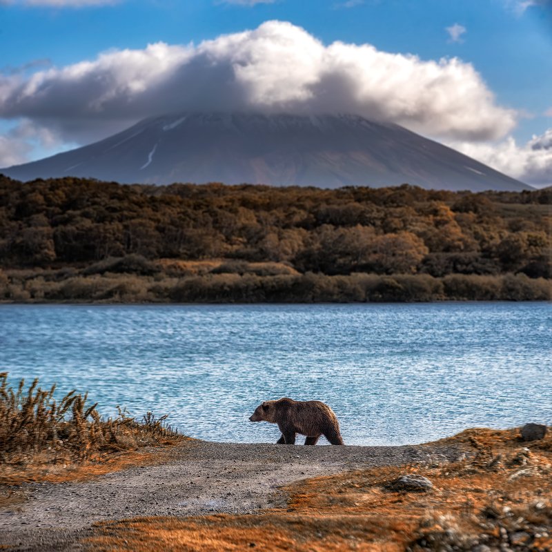 камчатка, медведи, медвежонок, медведь, kamchatka, bears, bear cub, bear хозяин Камчаткиphoto preview