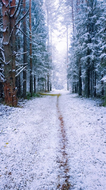 удмуртия,зима, октябрь, пейзаж Зима в октябреphoto preview