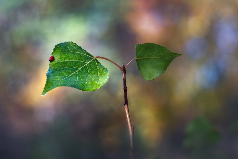 helios-44m, manual lens, мануальная оптика, beautiful, красивый, moment, момент, nature, природа, осенние, autumn, осень, leaves, листья, poplar, тополь, redbug, букашка, ladybug, божья коровка, Осенний минимализм в крапинку :)photo preview
