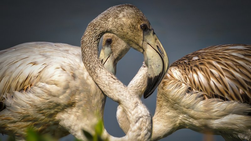 Greater flamingo bard bards Greater flamingophoto preview