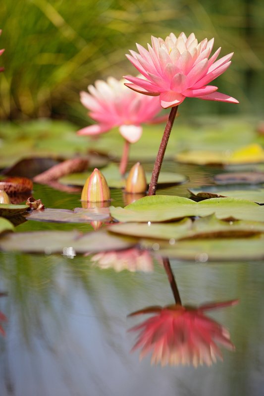 кувшинка, лето, цветок, природа Кувшинкиphoto preview